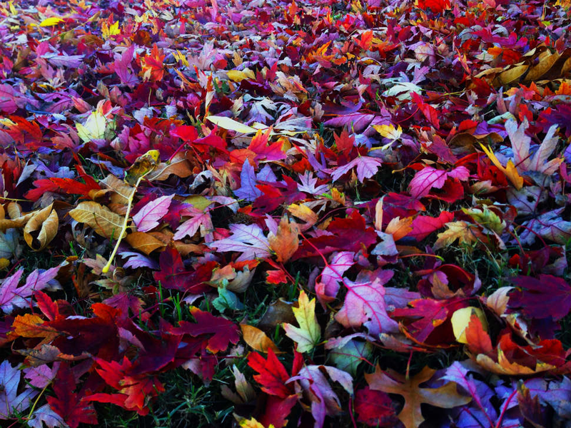 Illustration for article titled 100 Gorgeous Photos Of Fall Leaves